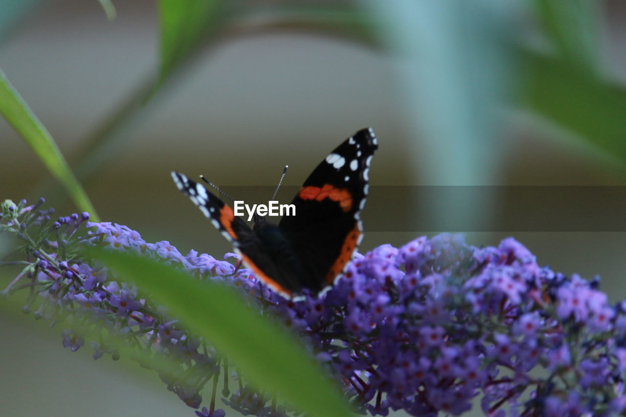 CLOSE-UP OF BUTTERFLY ON LAVENDER