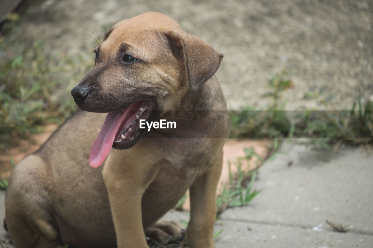 CLOSE-UP OF DOG STICKING OUT TONGUE WHILE SITTING OUTDOORS