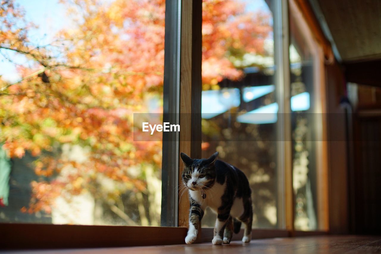 mammal, animal themes, animal, pet, domestic animals, one animal, autumn, canine, dog, window, no people, cat, day, nature, glass, looking, domestic cat, tree, outdoors, yellow, sitting, feline, architecture, focus on foreground