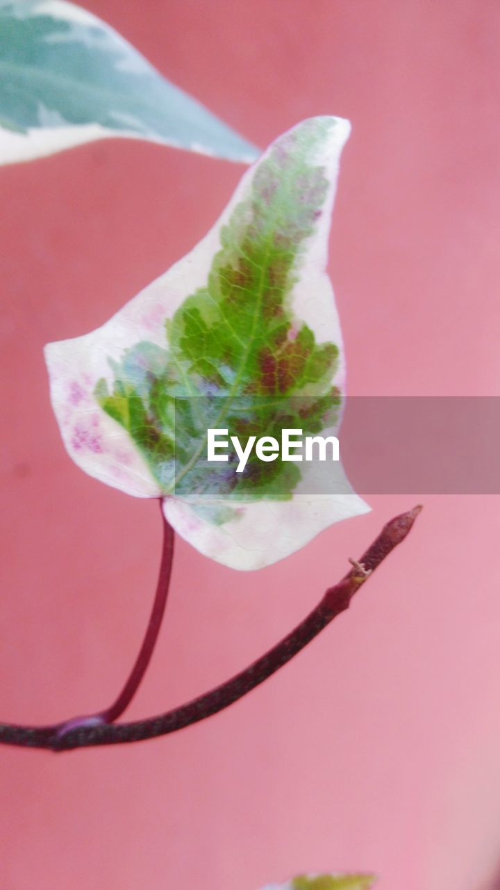 CLOSE-UP OF PINK ROSE