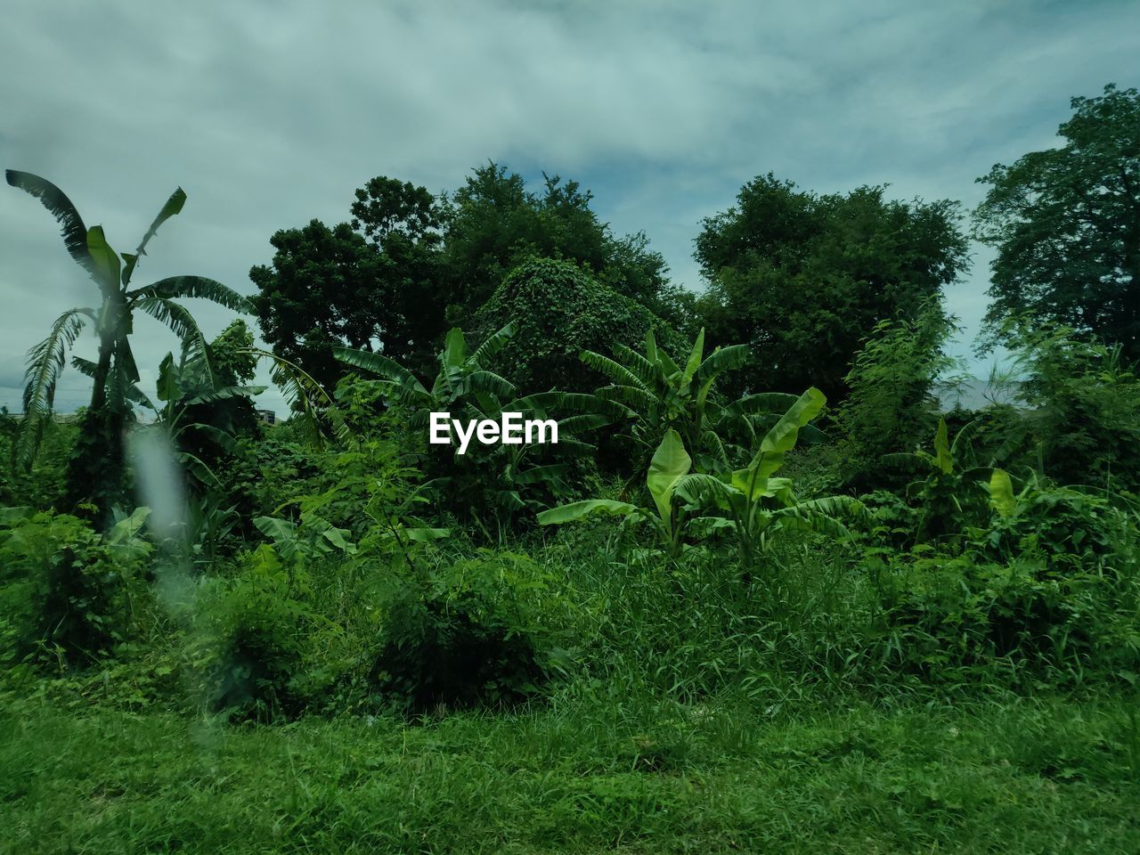 TREES AND PLANTS GROWING ON FIELD