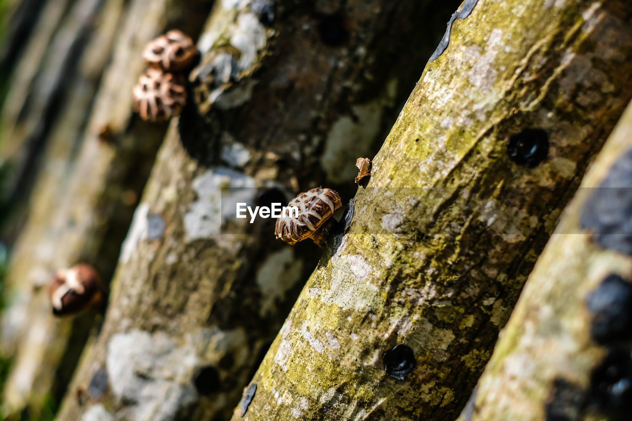 CLOSE-UP OF LIZARD ON TREE