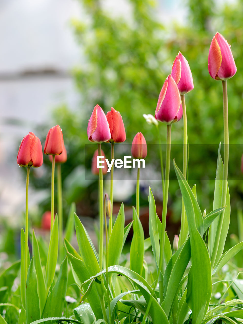 Landscape with bright red tulips in the garden after the rain