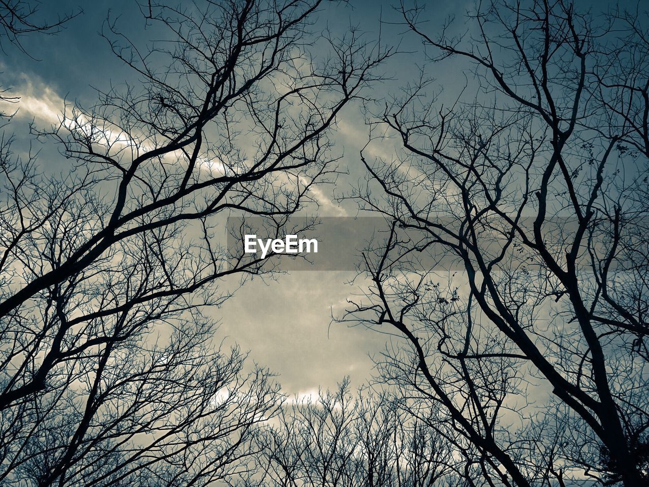 LOW ANGLE VIEW OF BARE TREE AGAINST THE SKY