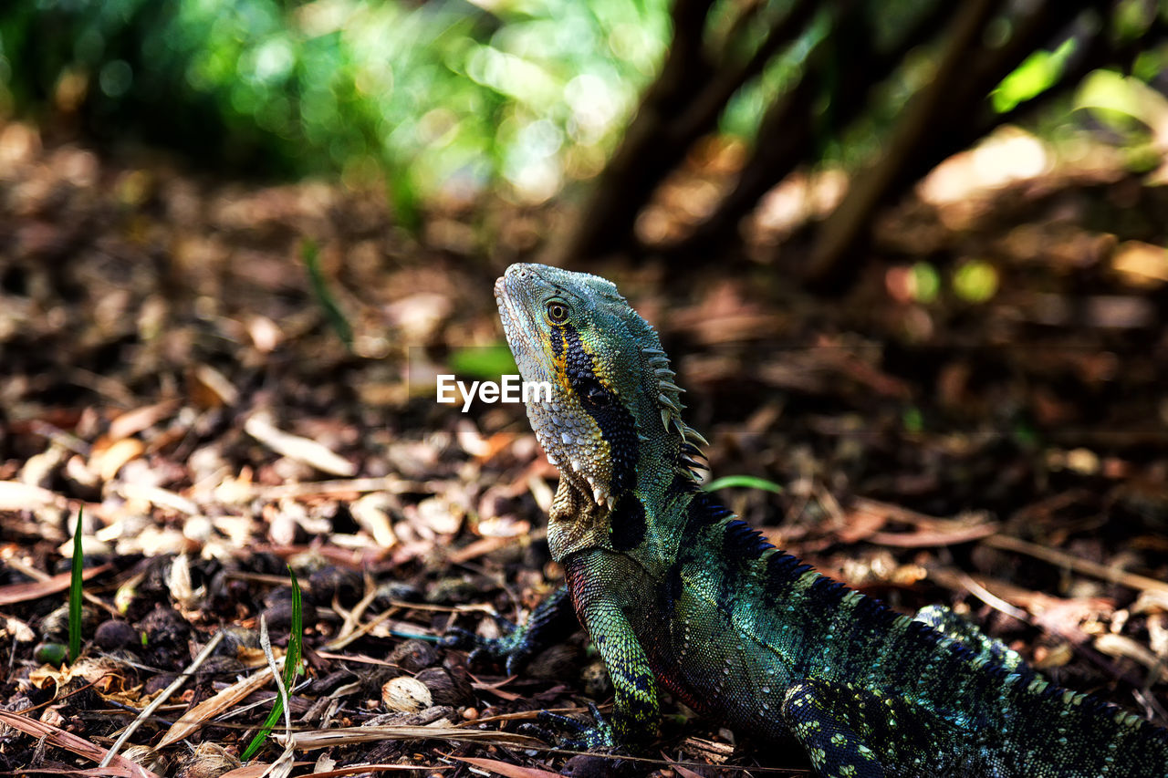 Close-up of iguana on field