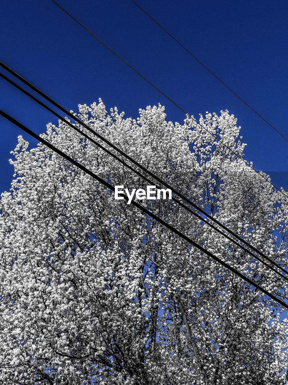 LOW ANGLE VIEW OF WHITE FLOWER TREE AGAINST CLEAR SKY