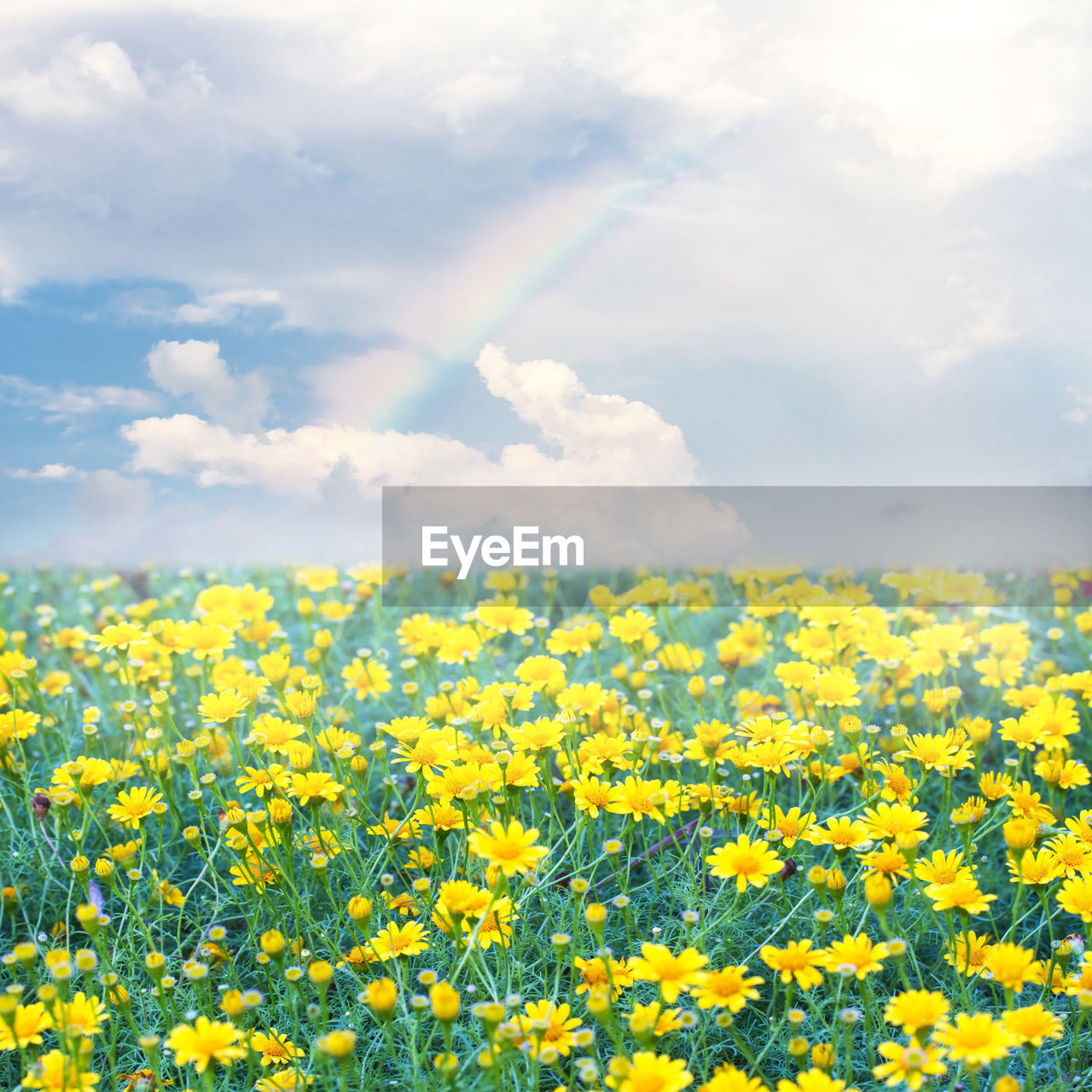 SCENIC VIEW OF OILSEED RAPE FIELD