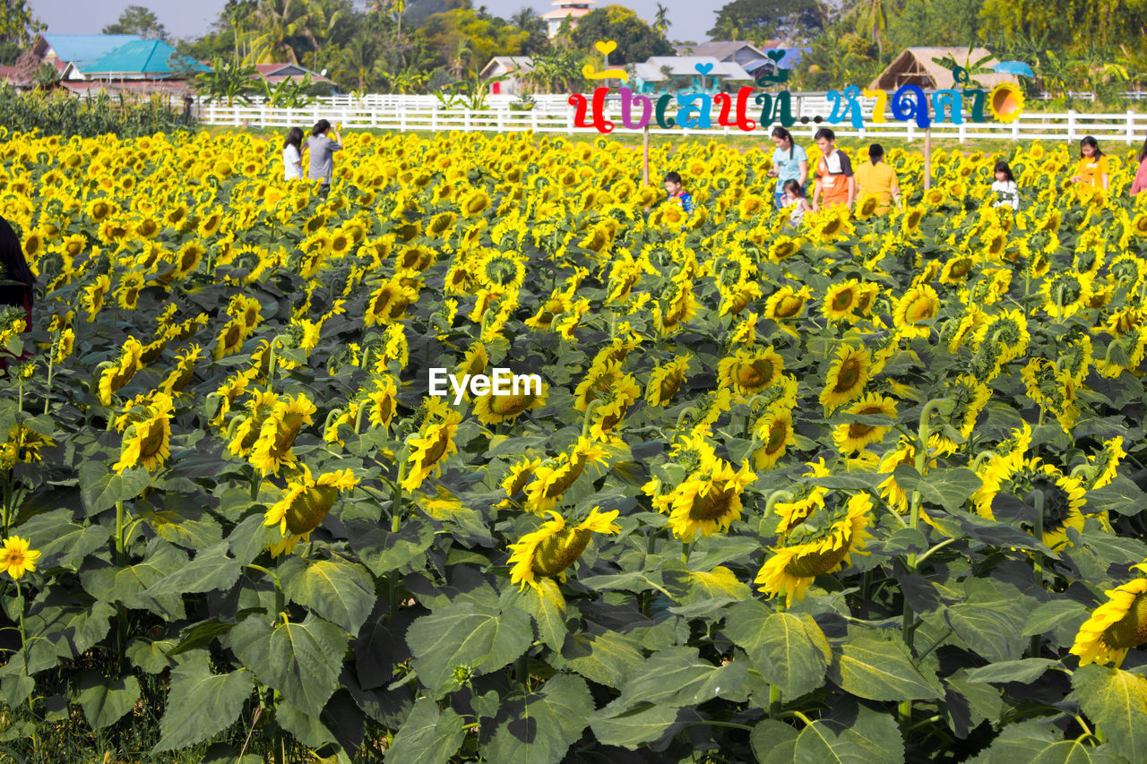 SCENIC VIEW OF SUNFLOWER FIELD WITH YELLOW FLOWERS