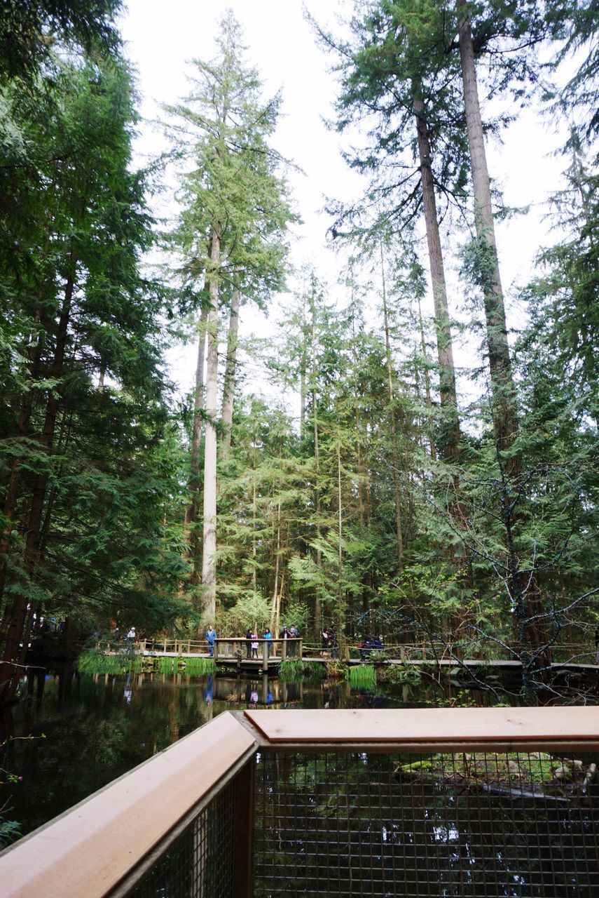 VIEW OF TREES IN FOREST