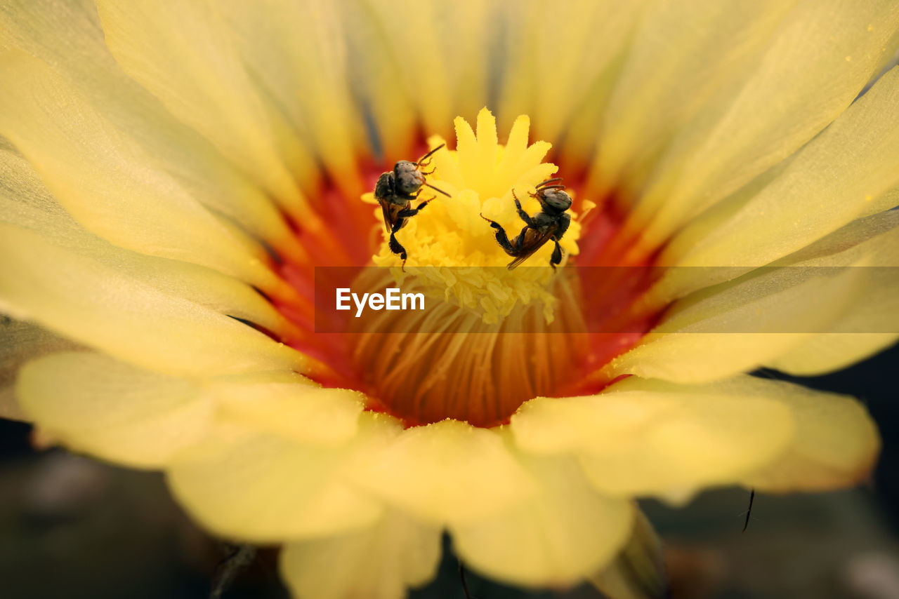 CLOSE-UP OF INSECT ON FLOWER