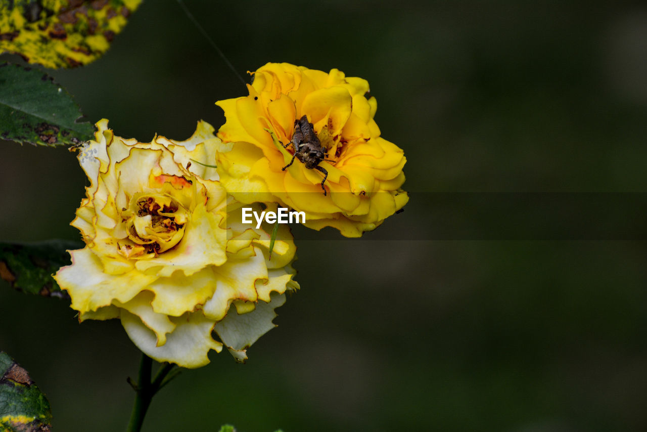 Close-up of bee pollinating on yellow roses flower