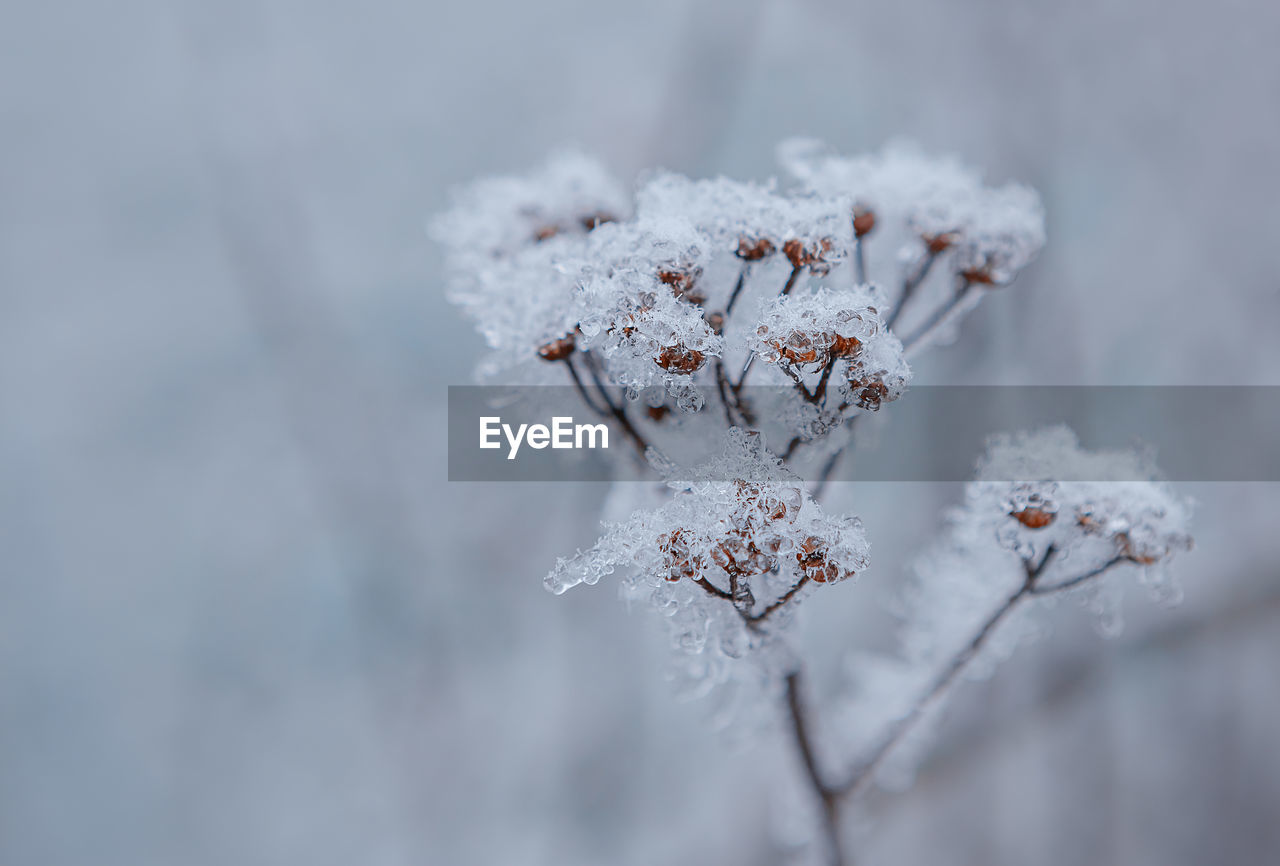 Frozen plants