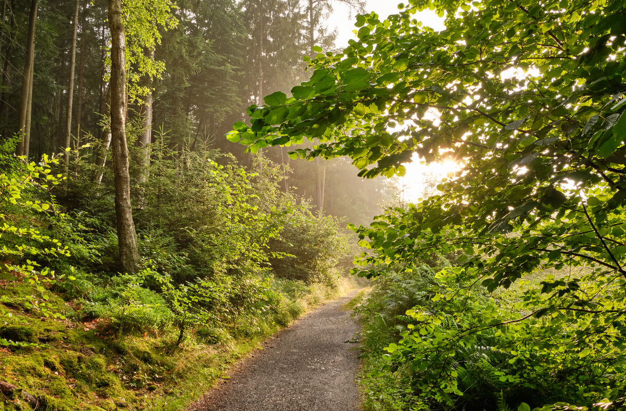 ROAD PASSING THROUGH FOREST