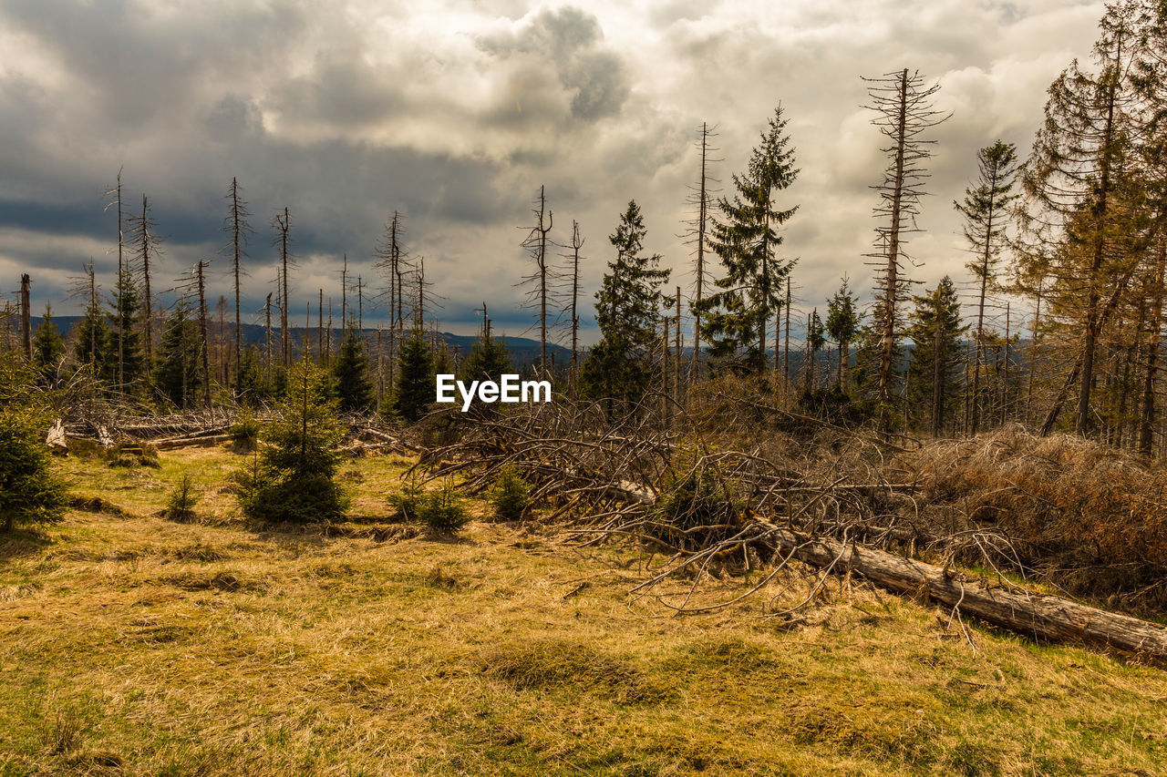 PLANTS GROWING ON LAND IN FOREST