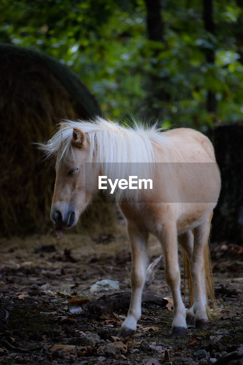 Horse standing in a field