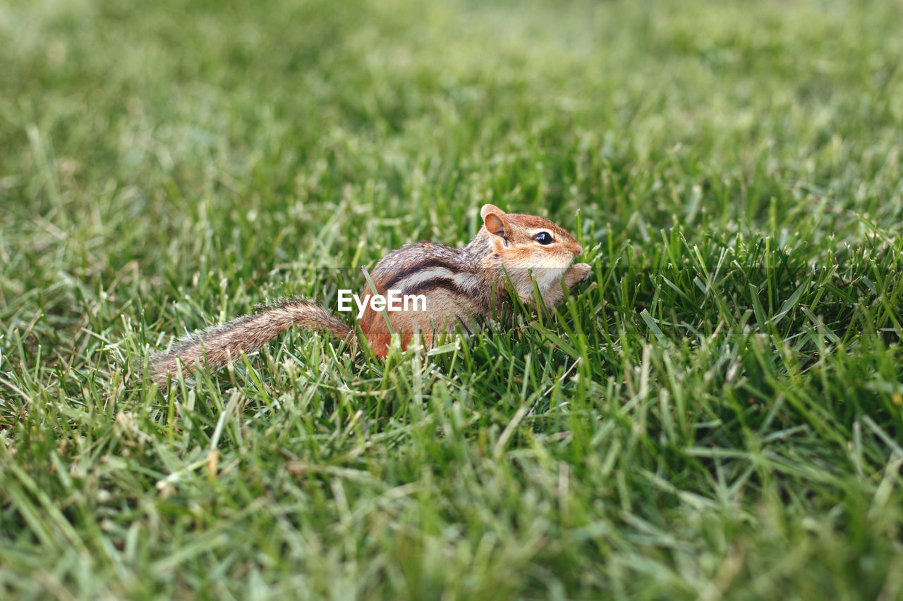 Cute small striped brown chipmunk sitting in green grass.  wild rodent animal in nature outdoor.