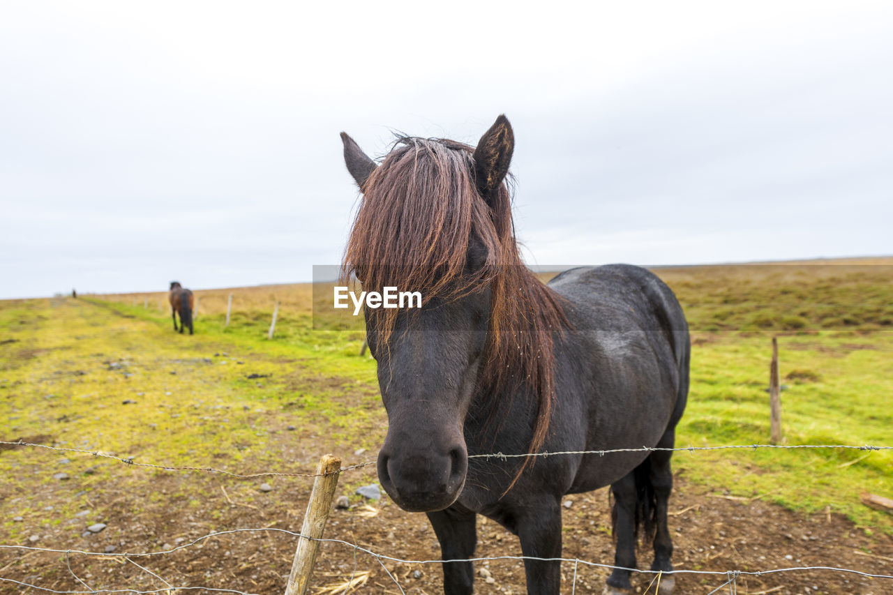 The icelandic horse, iceland