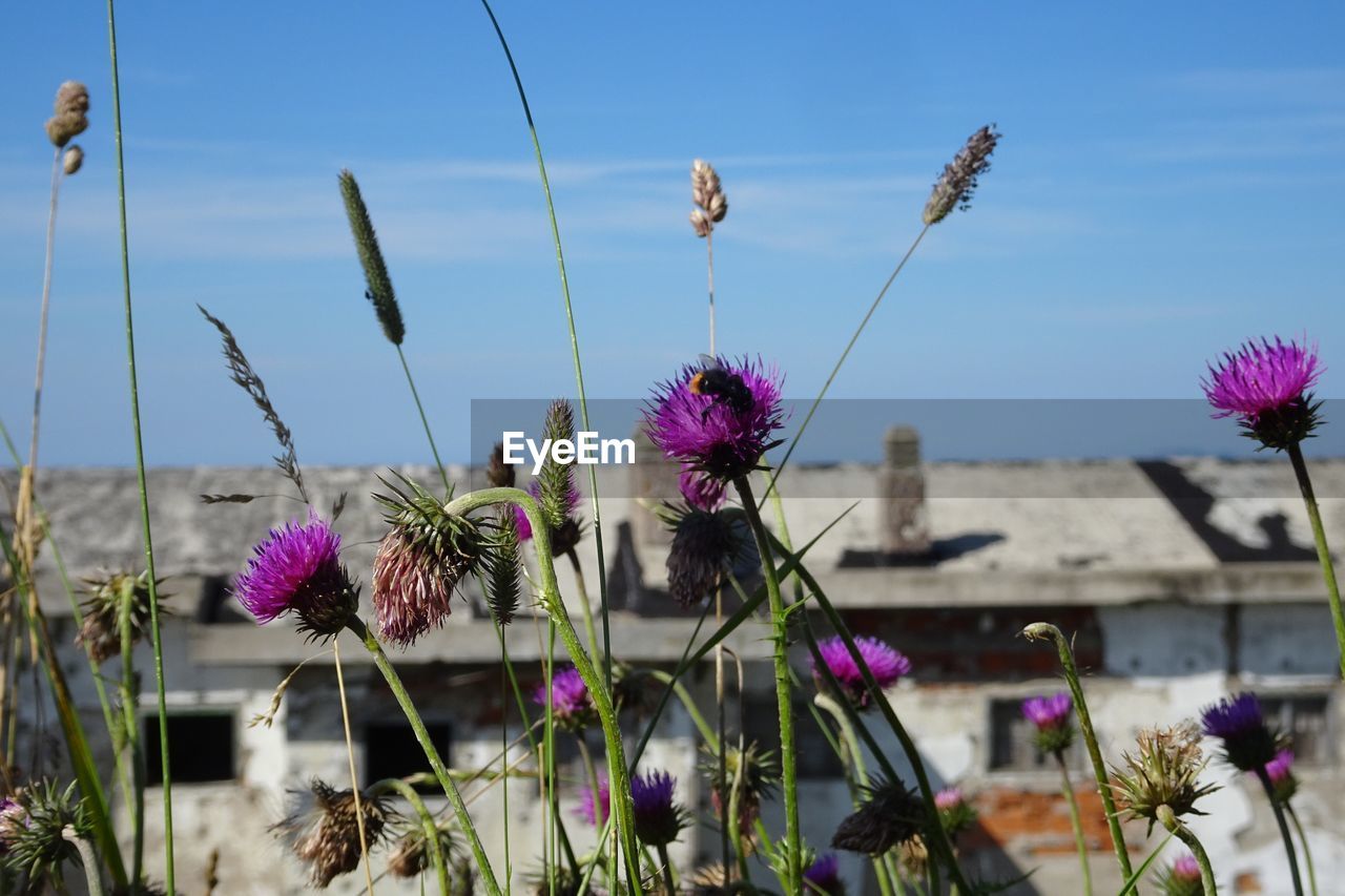 PURPLE FLOWERING PLANTS AGAINST SKY