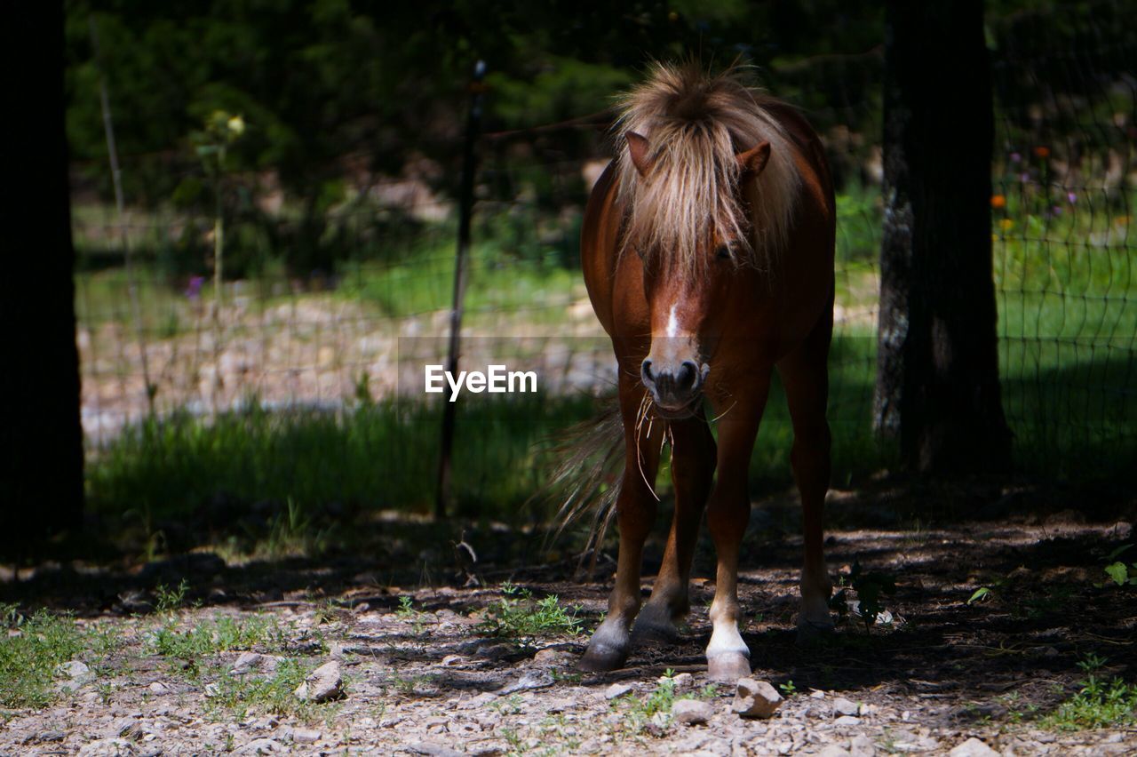 Horse standing on field