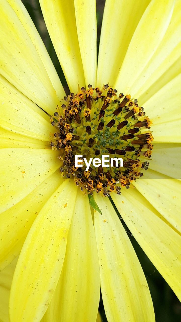 CLOSE-UP OF YELLOW FLOWER POLLEN ON WHITE SURFACE