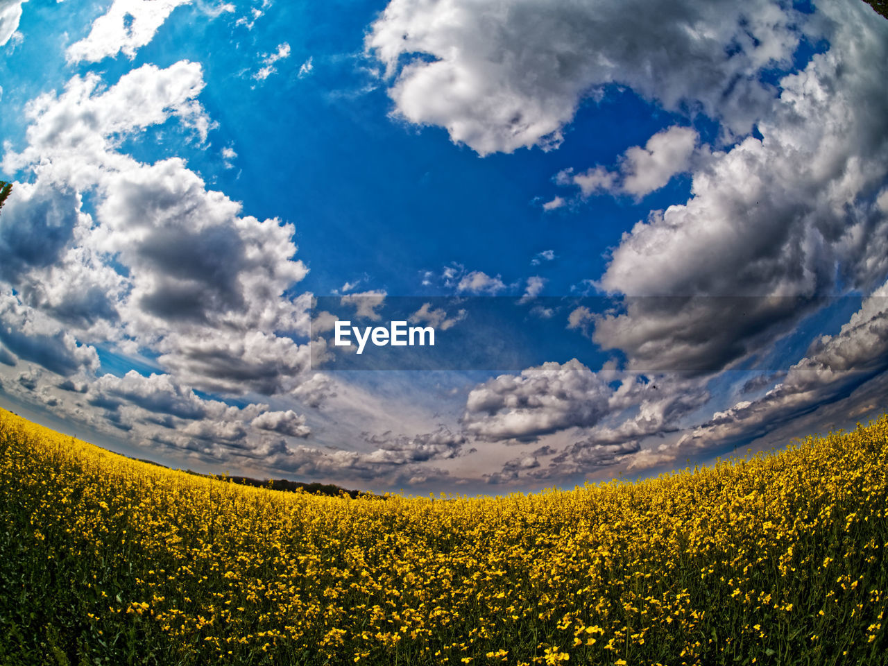 Scenic view of oilseed rape field against cloudy sky