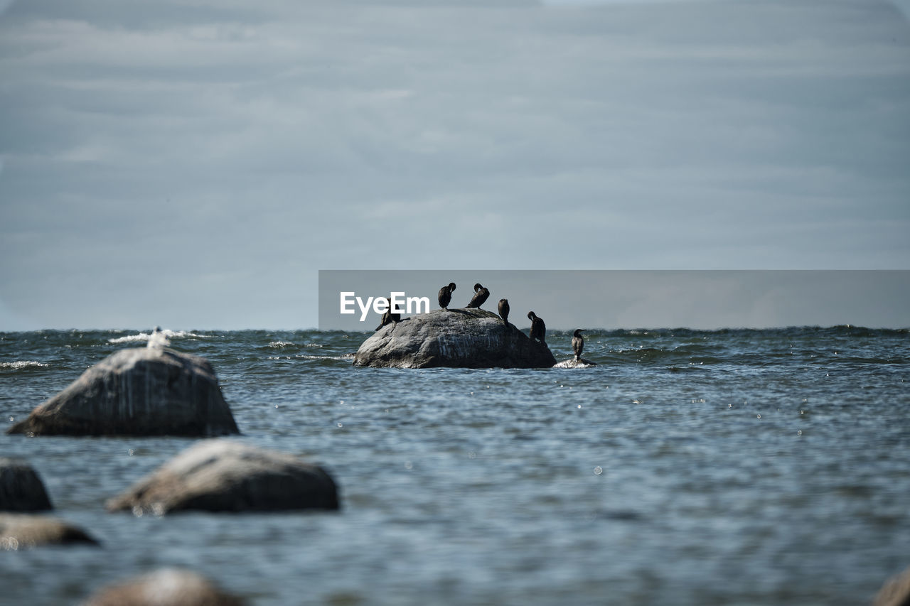 Group of cormorants on rock at sea shore against ski 