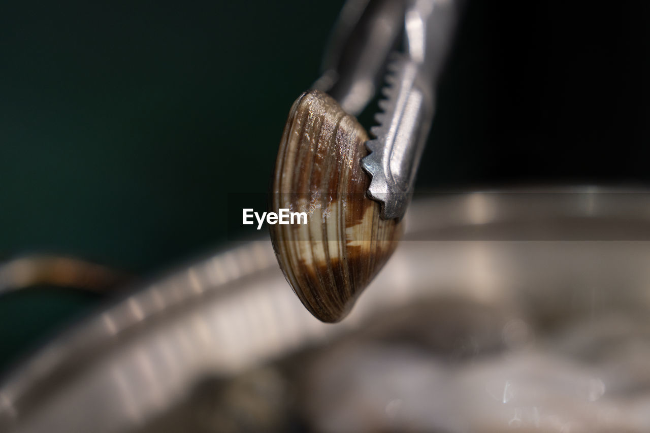 macro photography, close-up, no people, indoors, selective focus, snail, focus on foreground, water, nature, animal