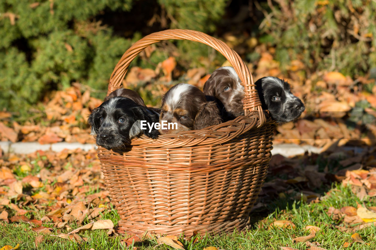 VIEW OF AN ANIMAL IN BASKET