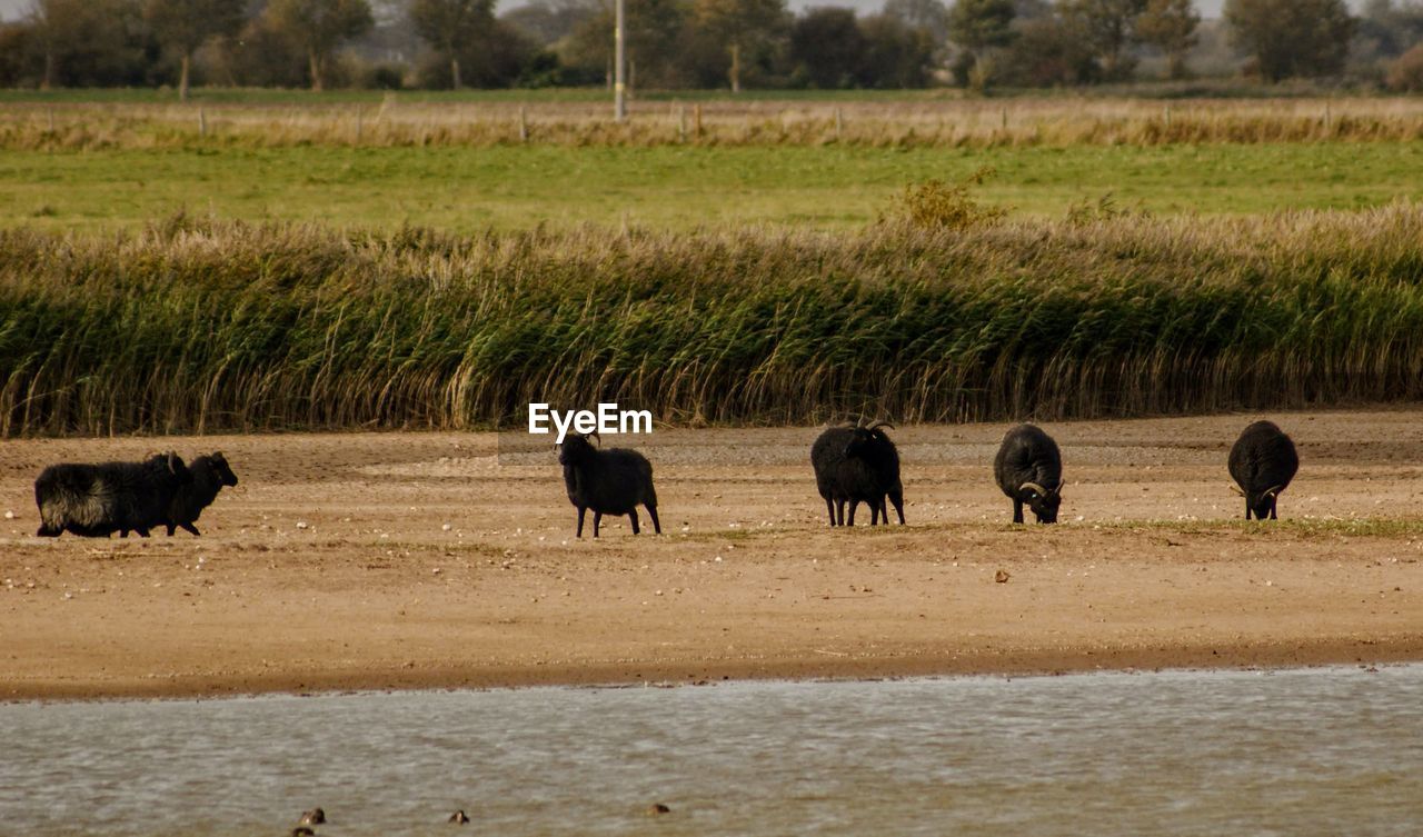 Flock of sheep on field