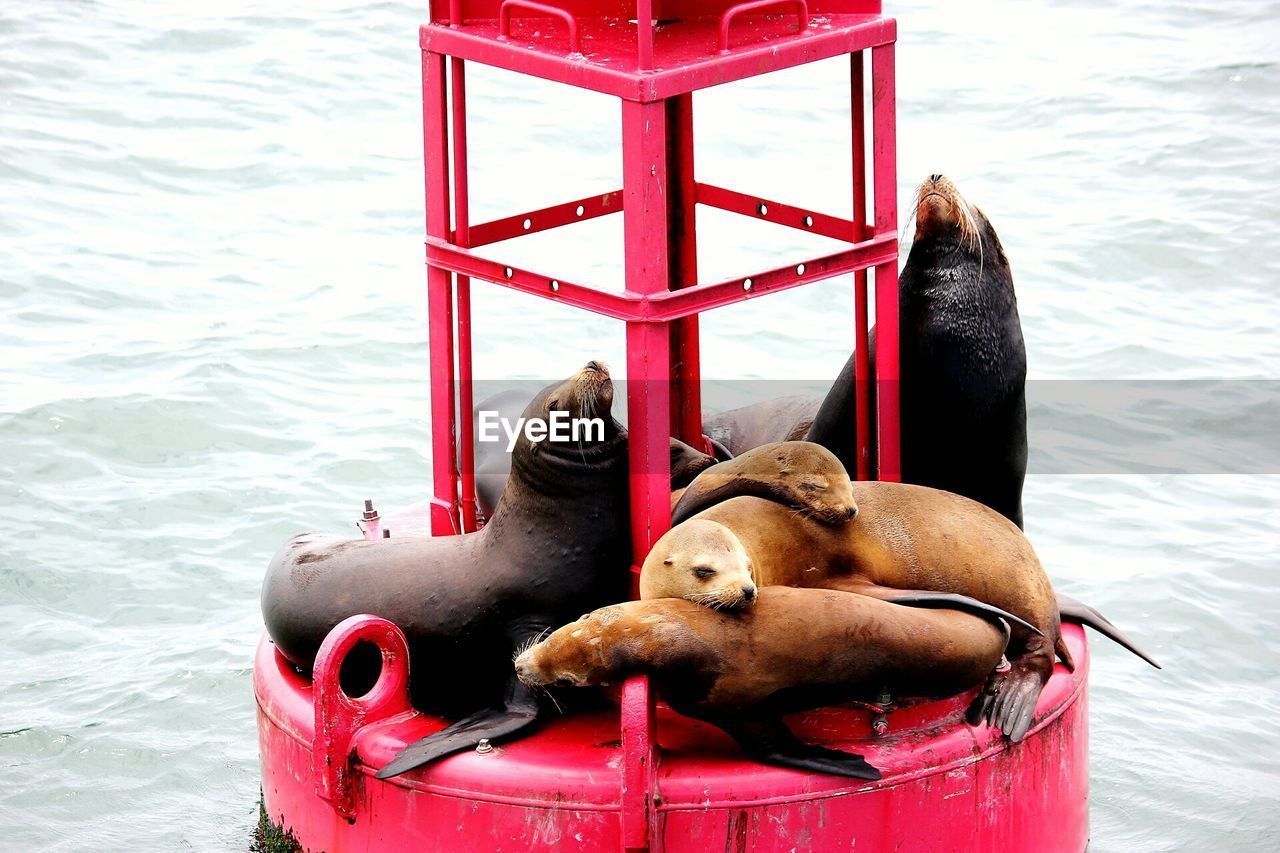 View of sea lions on built structure