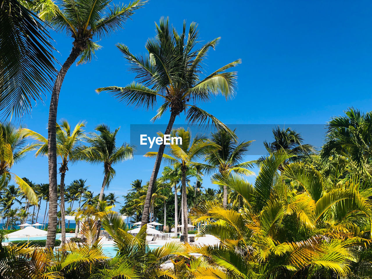 LOW ANGLE VIEW OF PALM TREES AGAINST SKY