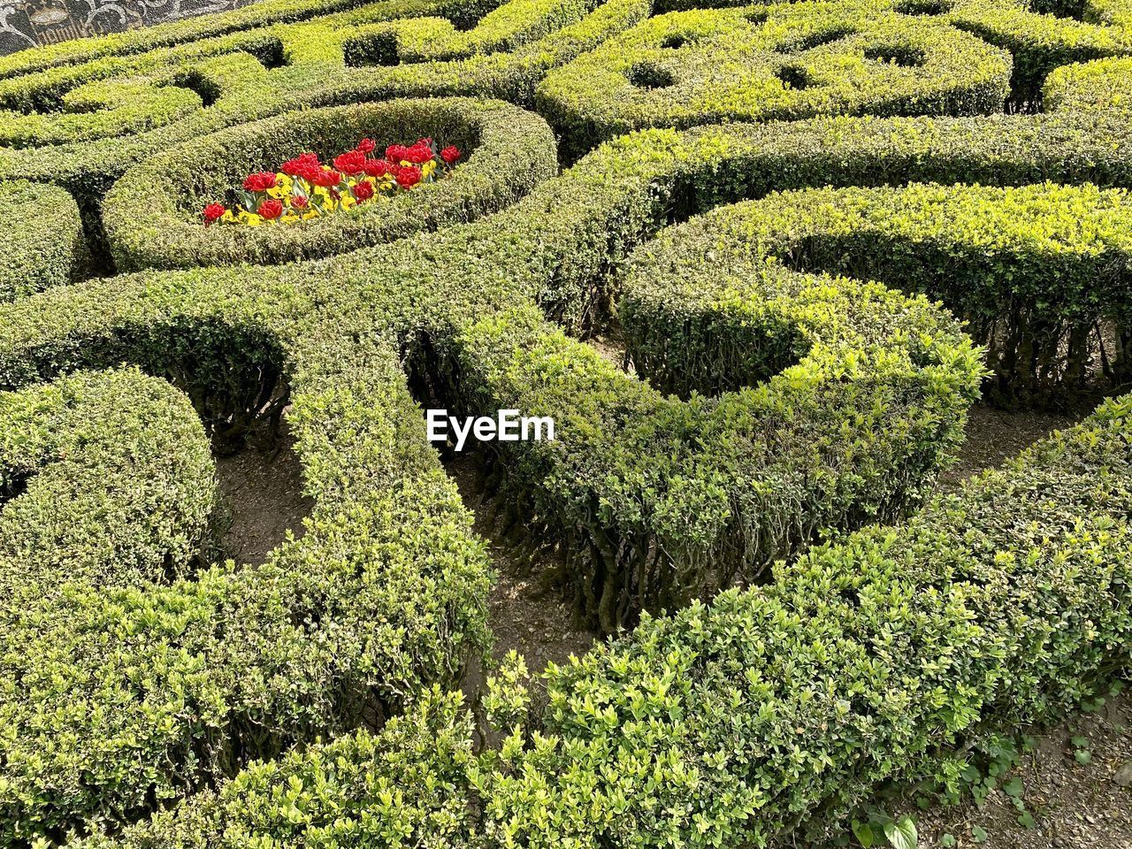 maze, green, plant, labyrinth, growth, flower, nature, no people, shrub, beauty in nature, day, high angle view, lawn, hedge, garden, grass, outdoors, formal garden, soil, land, plantation, pattern, tranquility, field