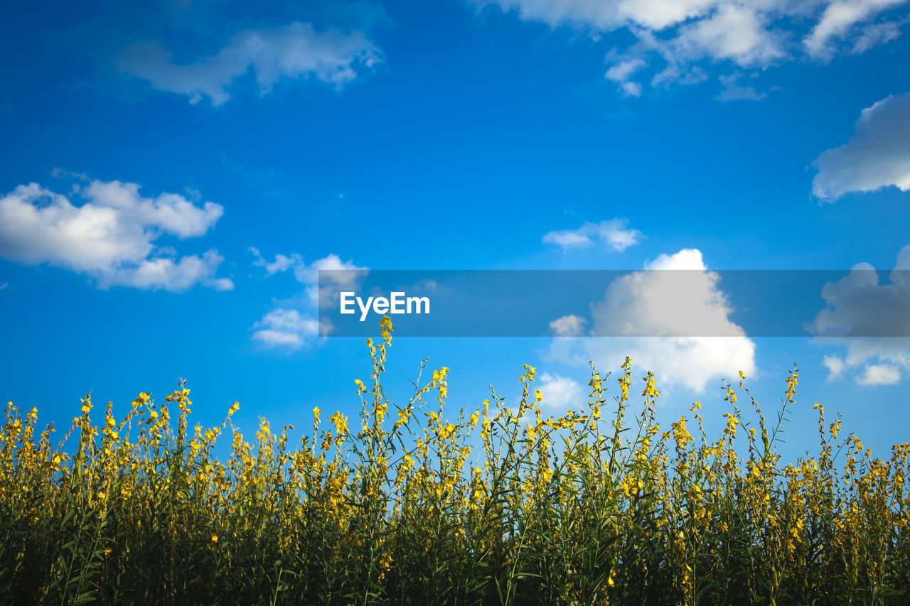 Yellow flowering plants on field against sky