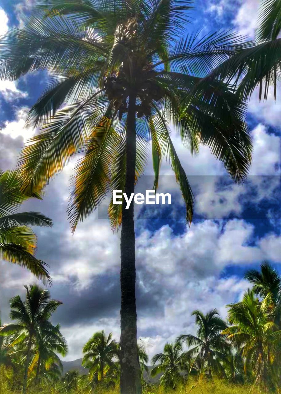 LOW ANGLE VIEW OF PALM TREE AGAINST SKY