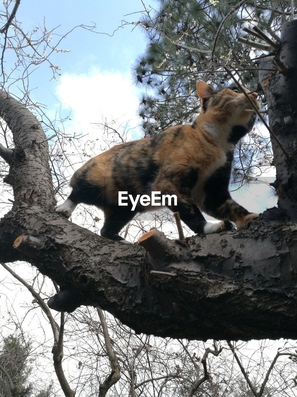 LOW ANGLE VIEW OF CAT AGAINST TREES