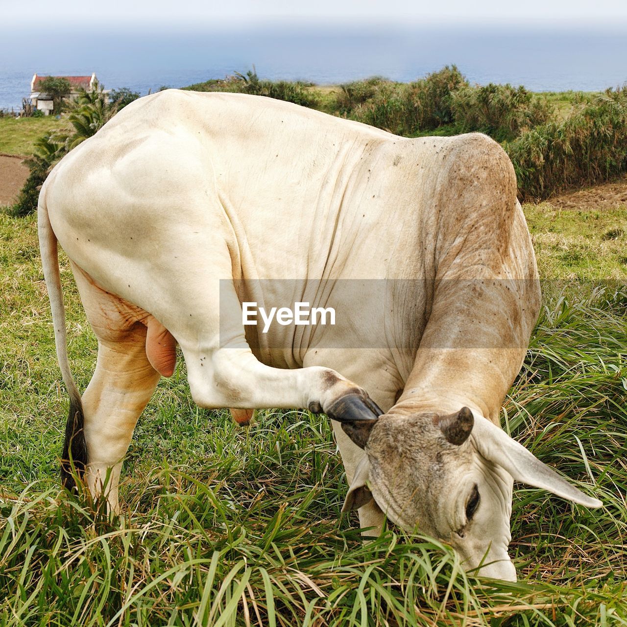 White cow or cattle scratching its head using its hoof or foot, green grass grazing, blue sky