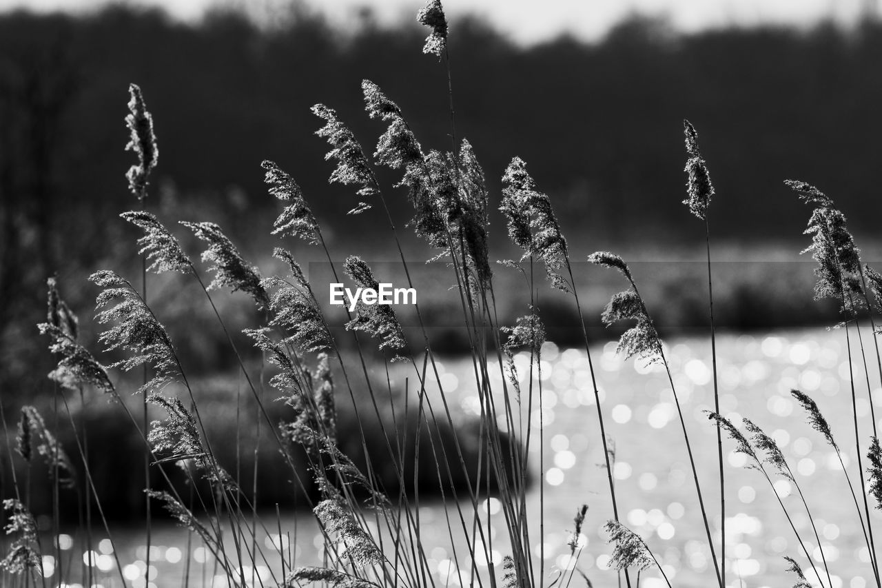 Close-up of reed plant on sunny day