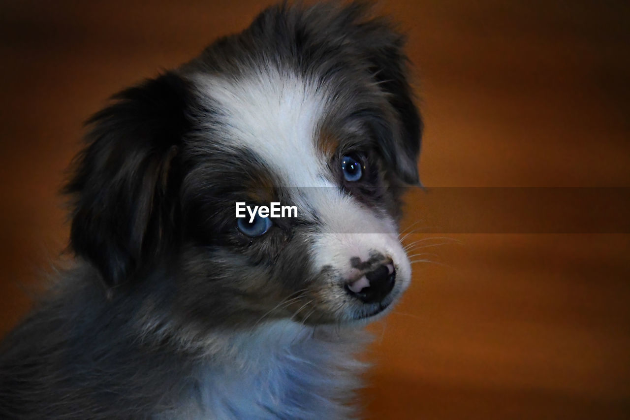 Close-up portrait of mini australian shepard puppy