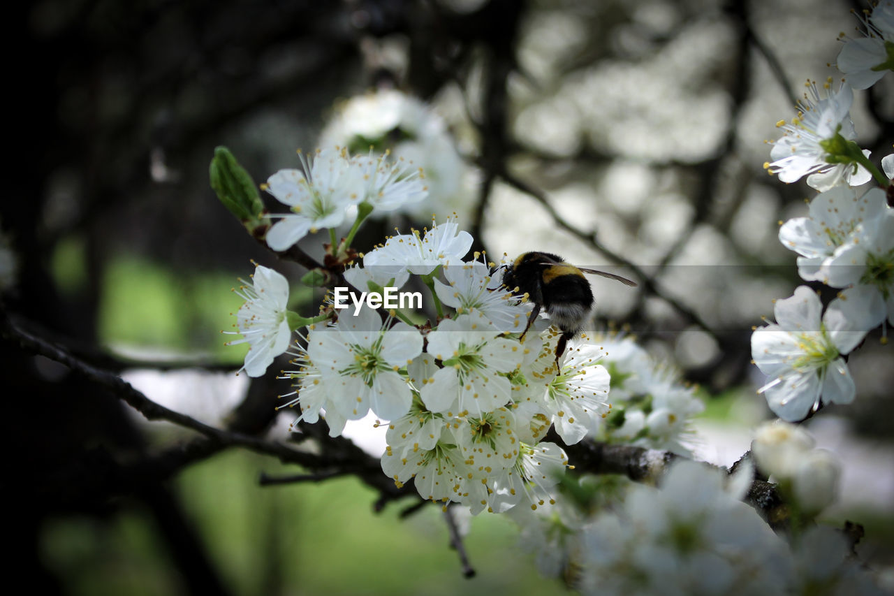 HONEY BEE POLLINATING FLOWER