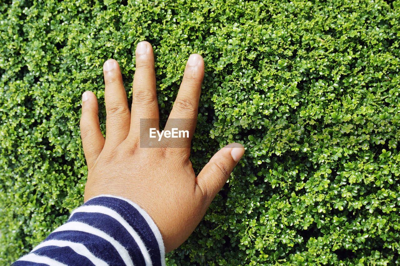 Close-up of person touching plants