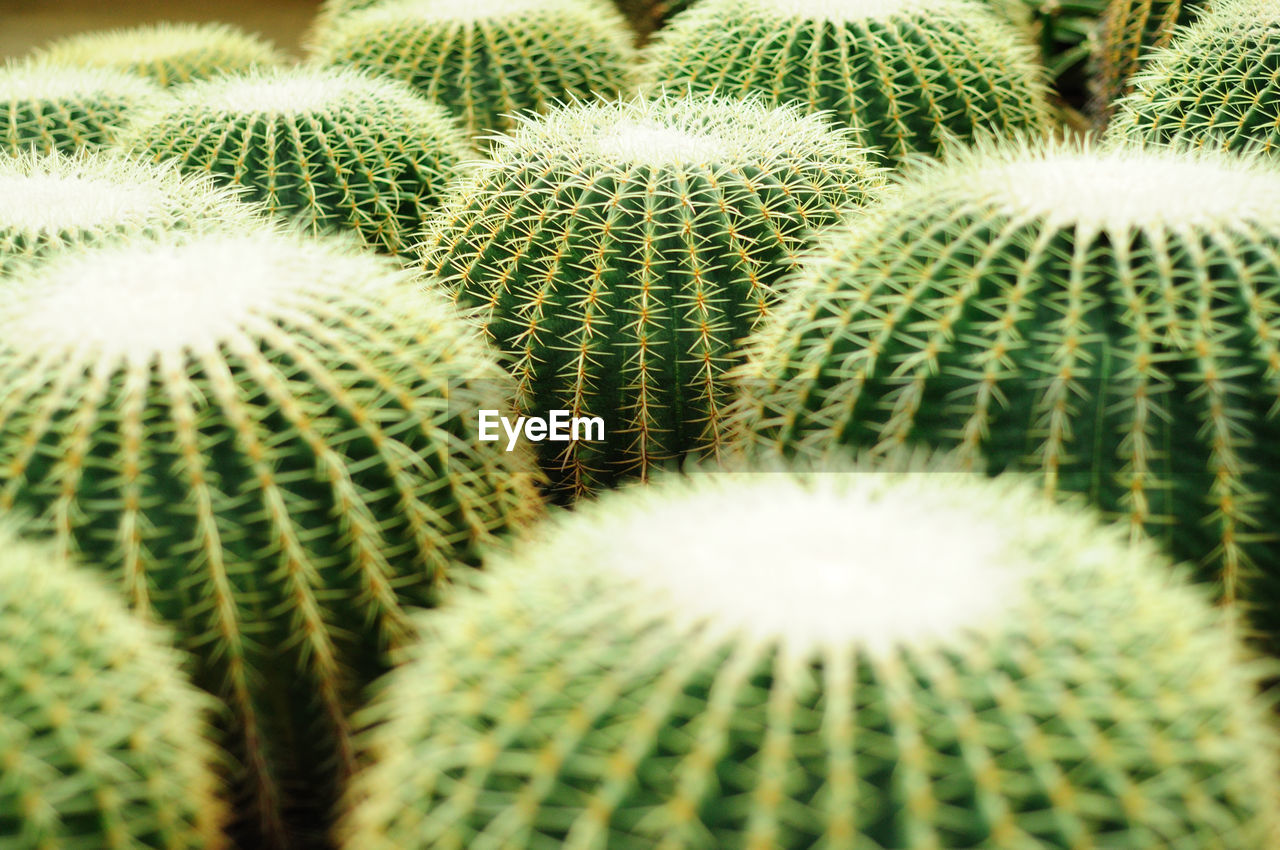 Full frame shot of cactus plants