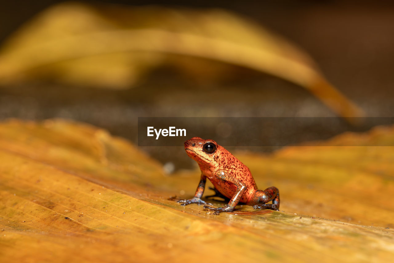 close-up of frog on rock