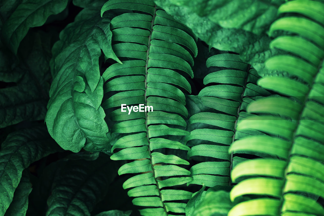 Close-up of green fern leaves