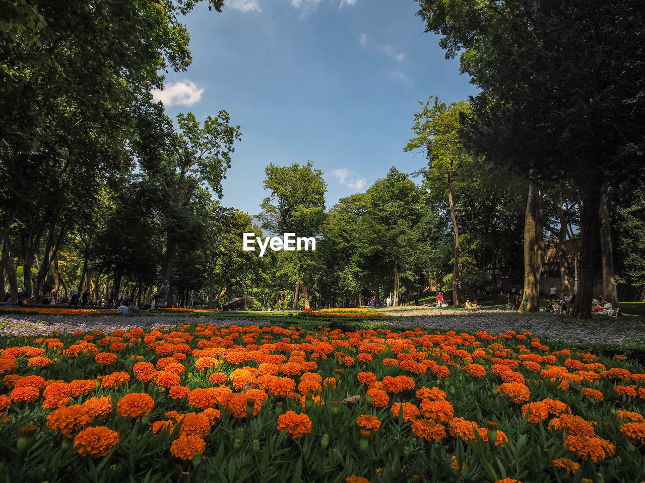 VIEW OF FLOWERING PLANTS AND TREES IN FIELD