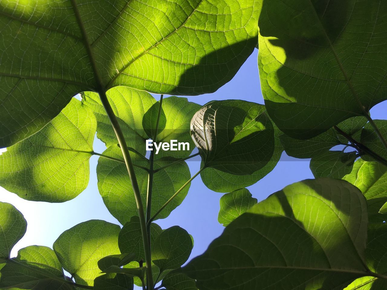 Low angle view of green leaves