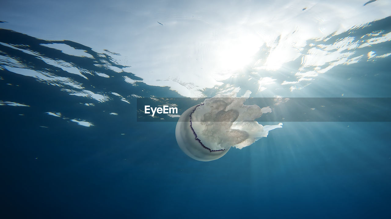 Sea lung jellyfish swim underwater in the ocean