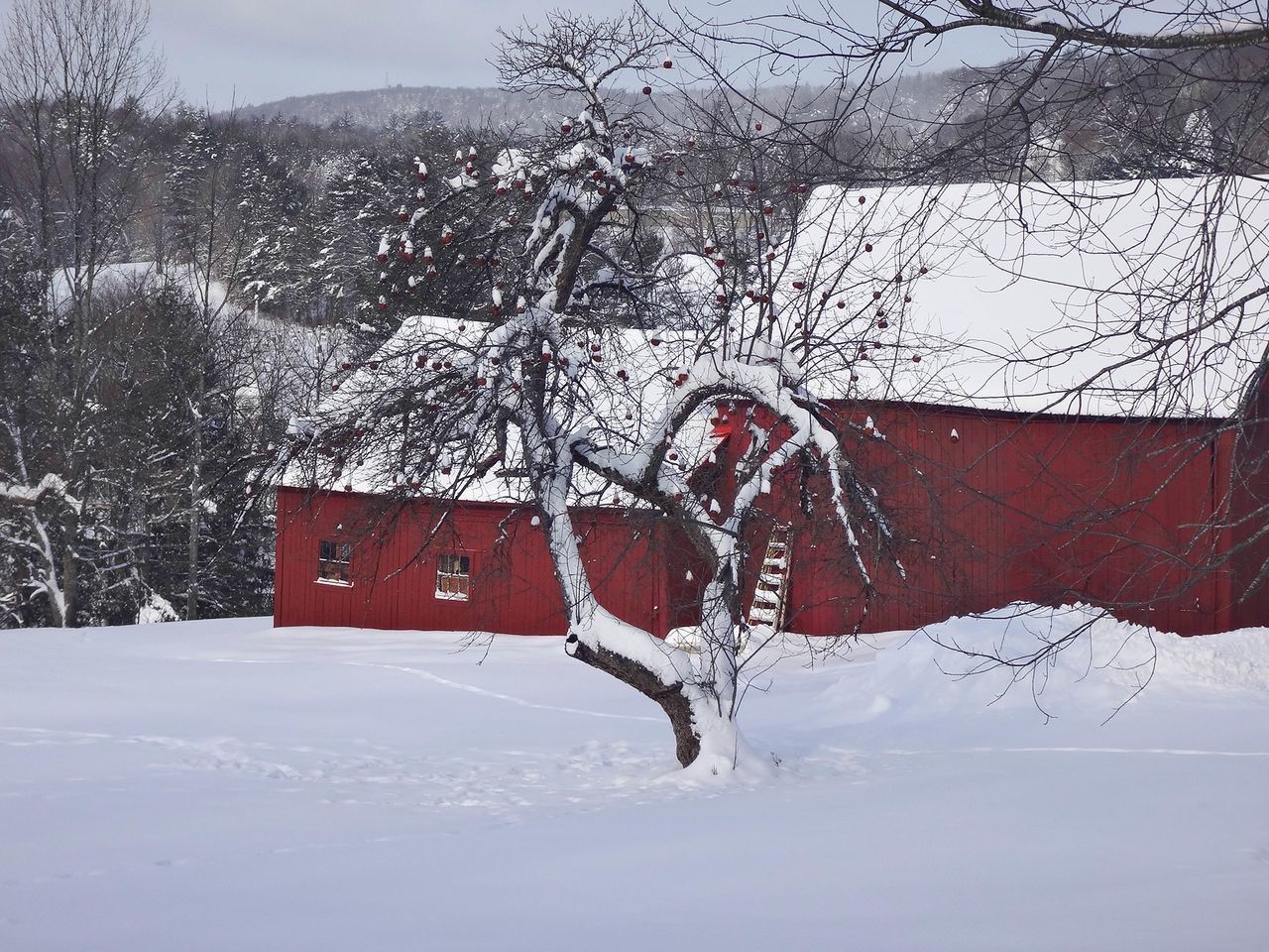 SNOW COVERED TREES ON FIELD