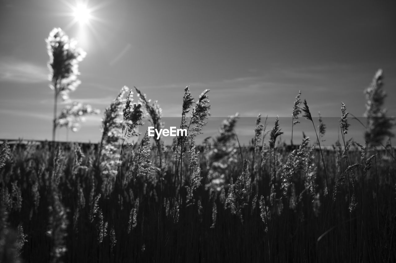 close-up of plants growing on field against sky during sunset