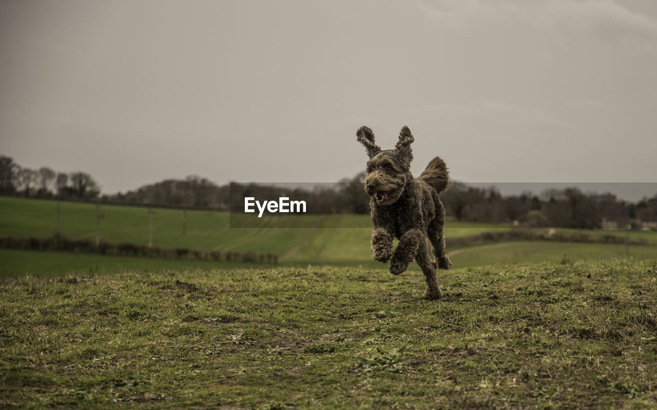 Dog running on field