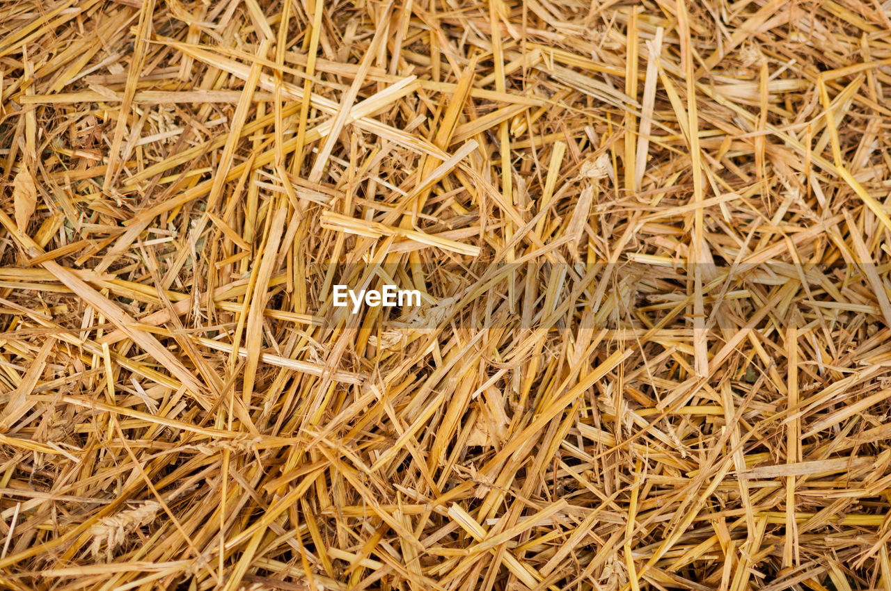 Close-up golden yellow hay straw textured